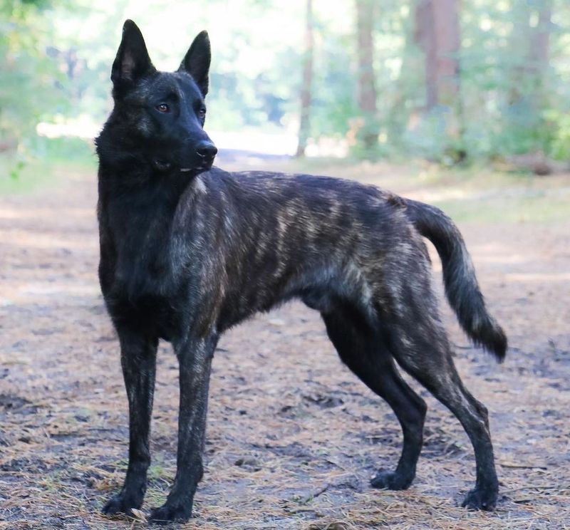 Dutch Shepherd