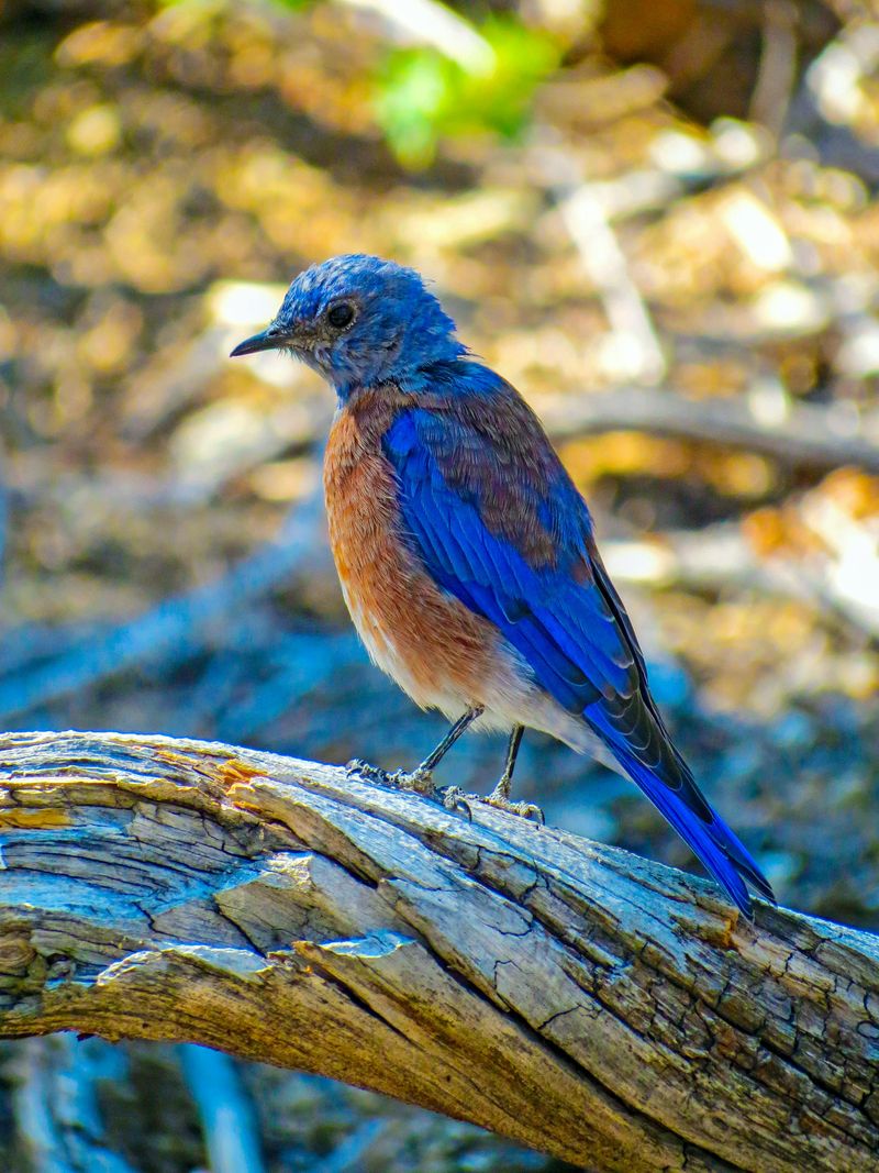 Eastern Bluebird