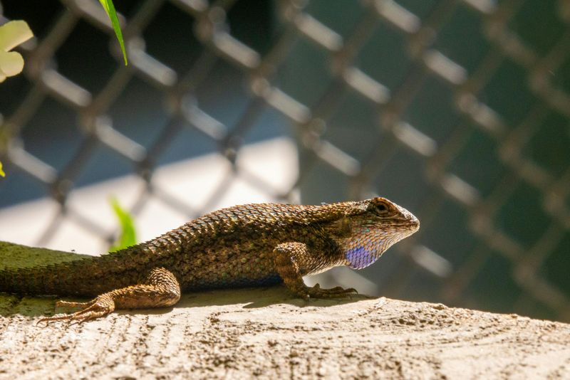 Eastern Fence Lizard