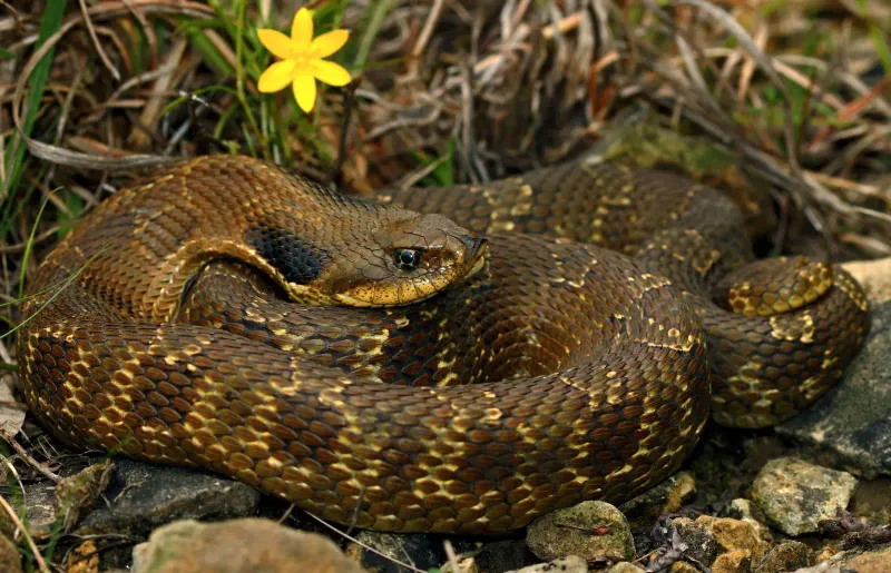 Eastern Hognose Snake