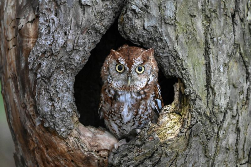 Eastern Screech Owl