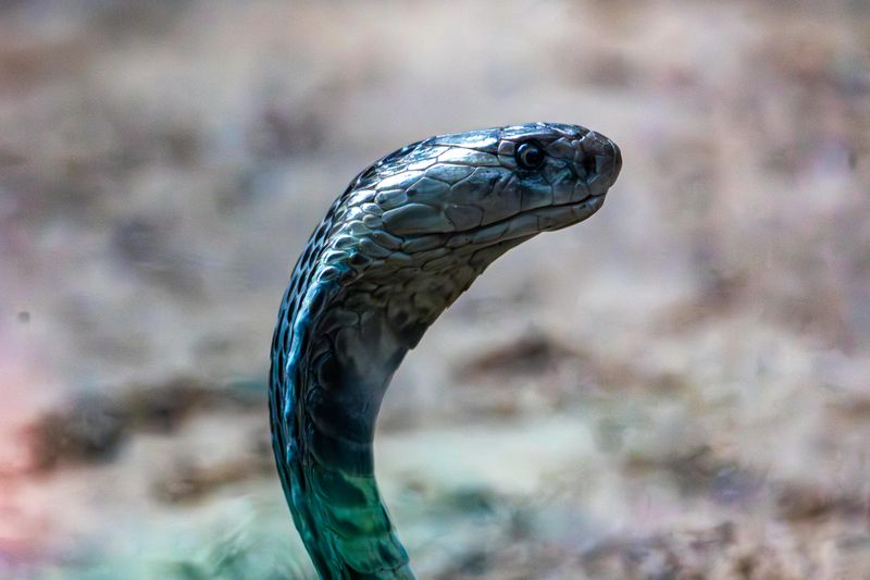 Elegant Black Mamba