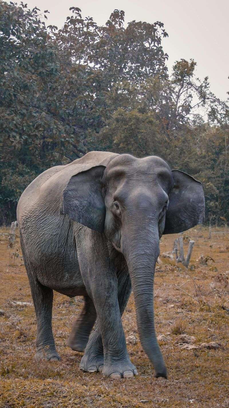 Elephant