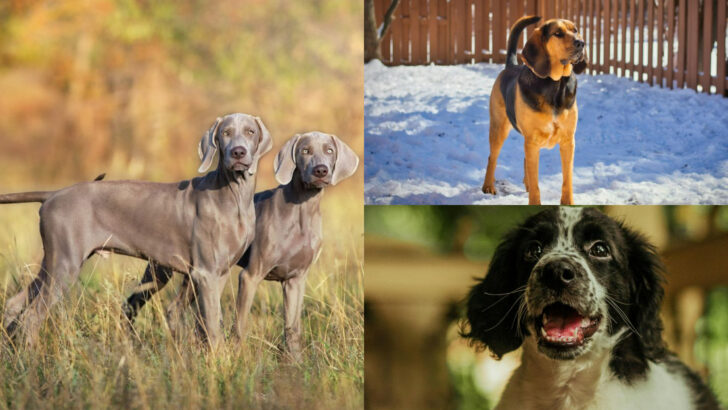 Elite Hunting Dogs That Never Miss Their Mark