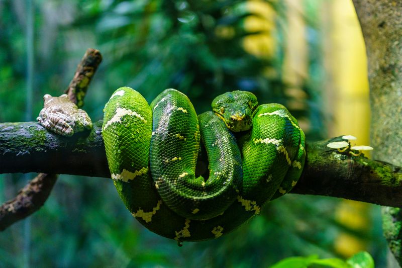 Emerald Tree Boa