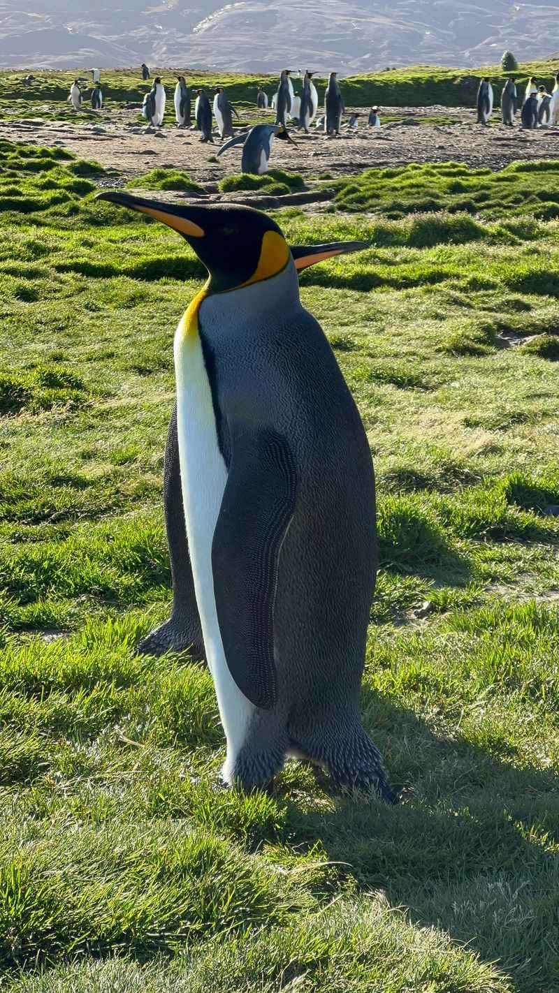 Emperor Penguin