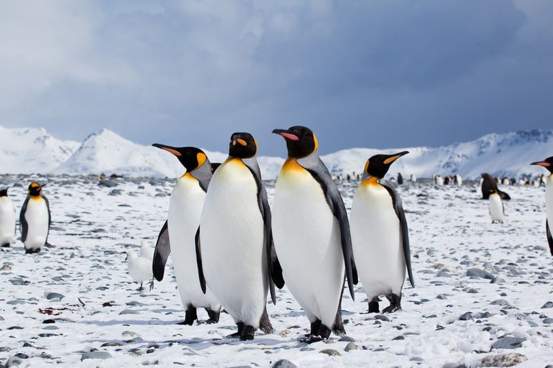 Emperor Penguin