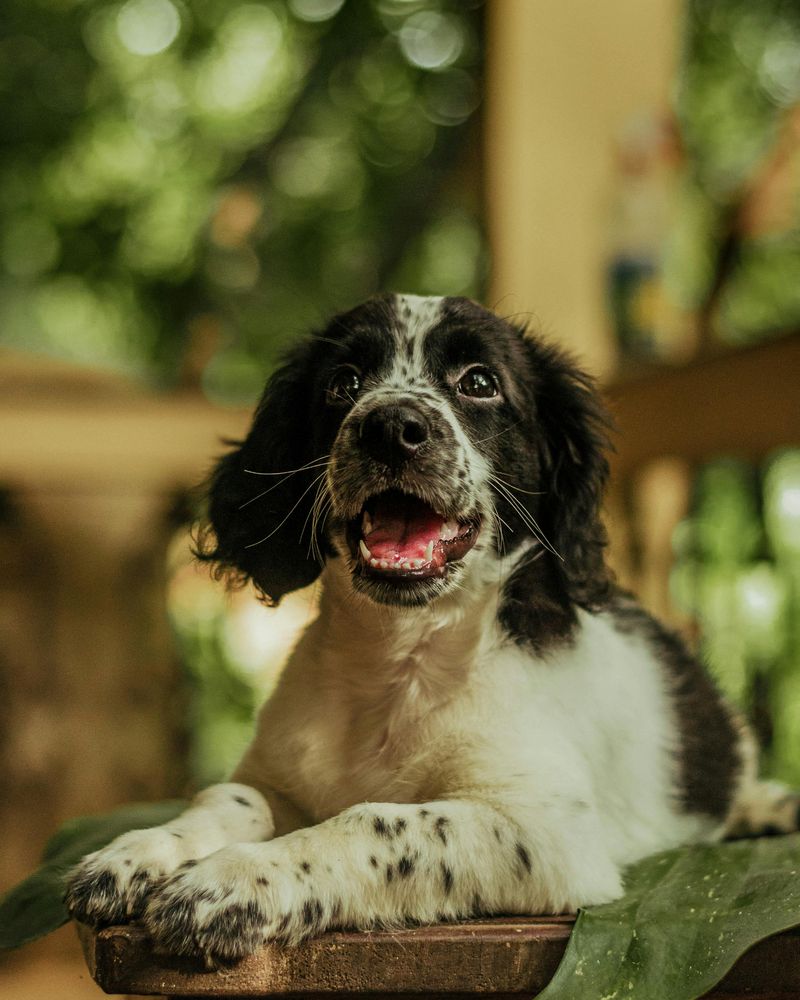 English Springer Spaniel