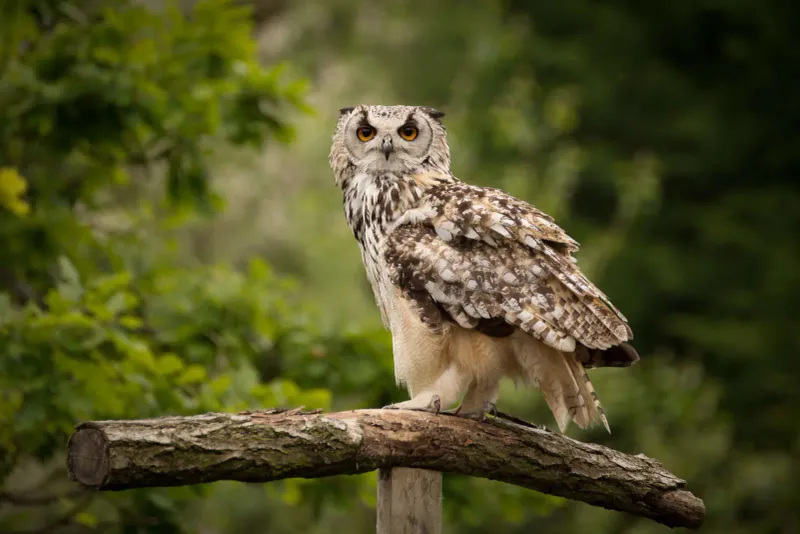 Eurasian Eagle-Owl (Bubo bubo)