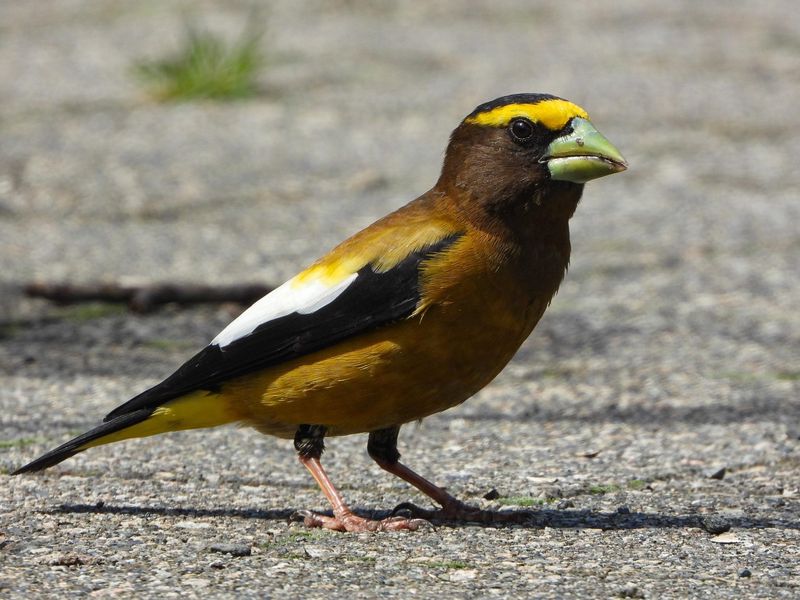 Evening Grosbeak