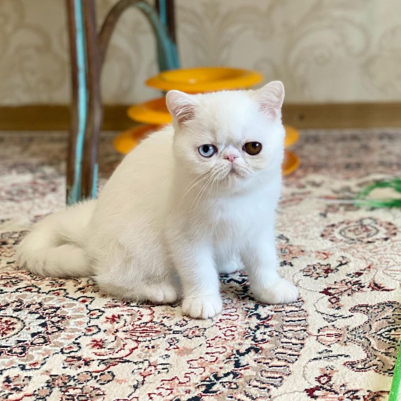 Exotic Shorthair