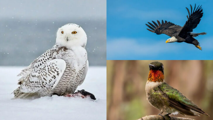 Extraordinary Birds That Showcase America’s Natural Beauty