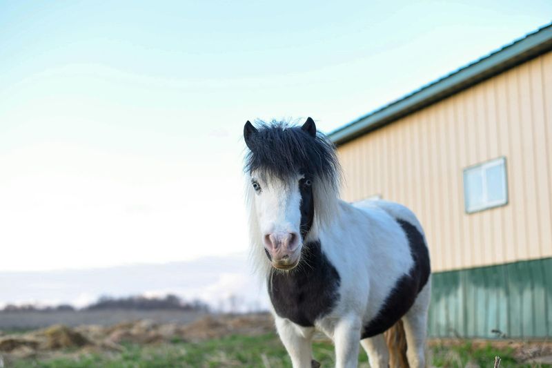 Falabella