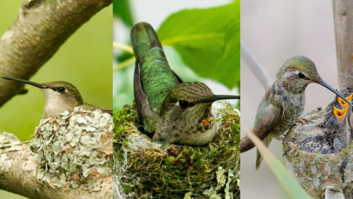 Fascinating Facts About Hummingbird Nests You Need to Know