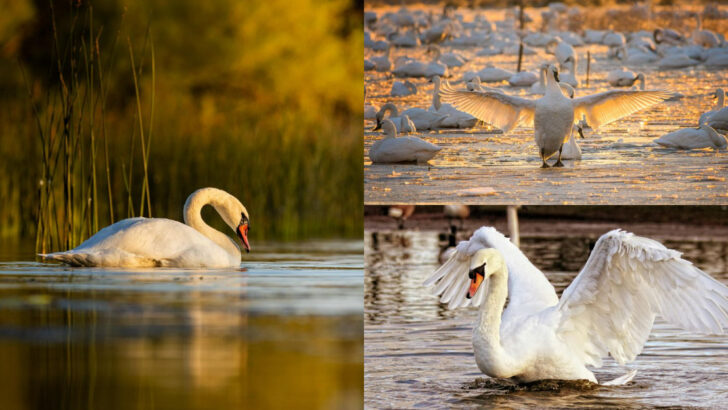 Fascinating Swan Facts That Highlight Their Grace and Beauty