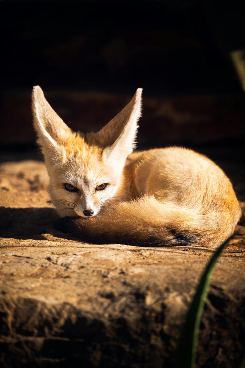 Fennec Fox