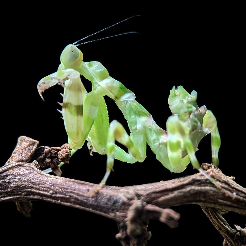 Flower Mantis