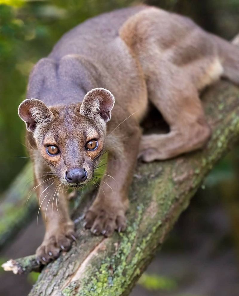 Fossa