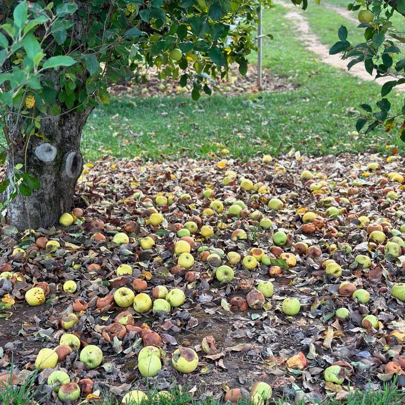 Fruits Fallen from Trees