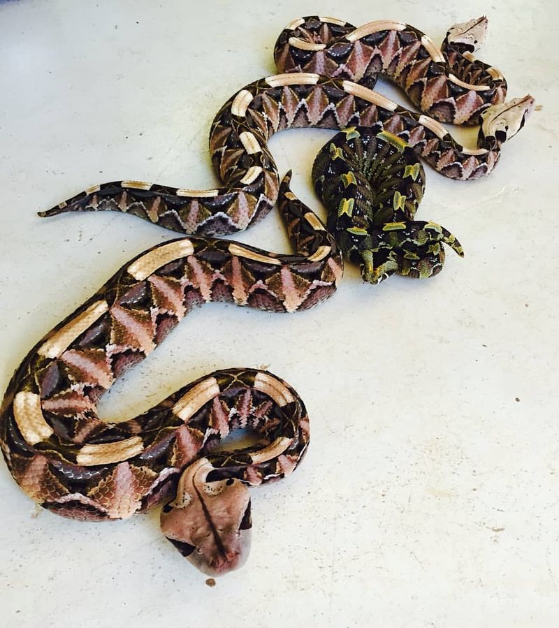 Gaboon Viper