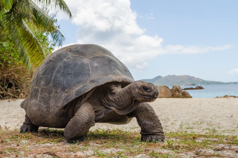 Galápagos Tortoise