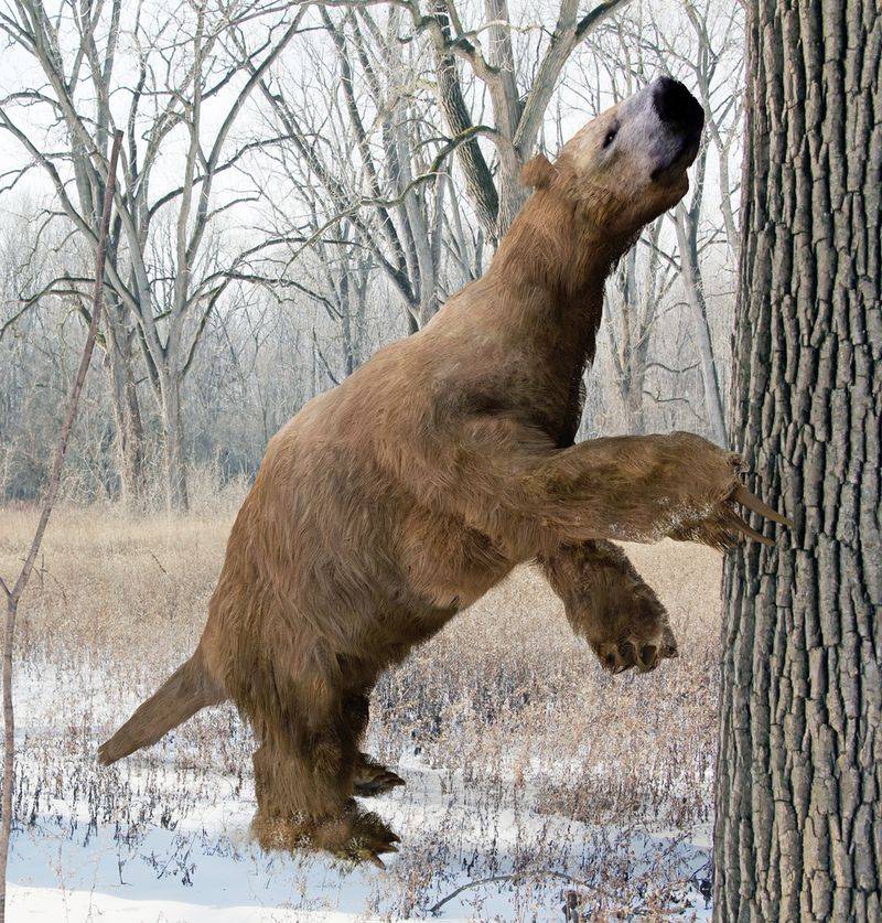 Giant Ground Sloth