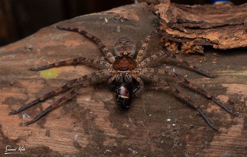 Giant Huntsman Spider