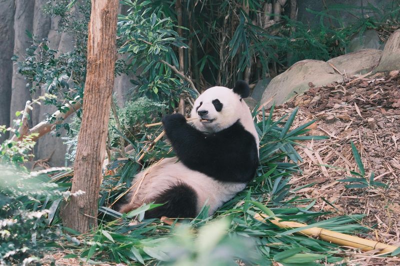 Giant Panda