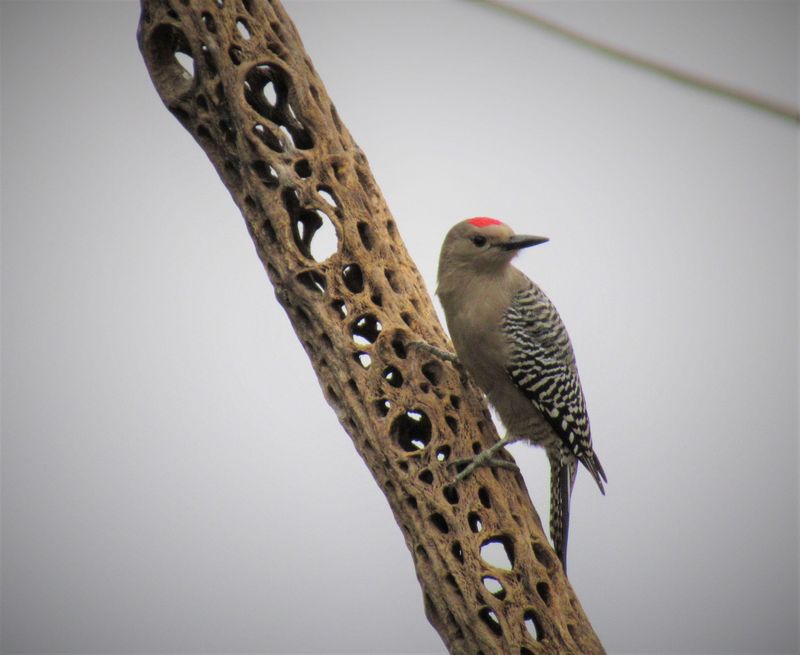 Gila Woodpecker