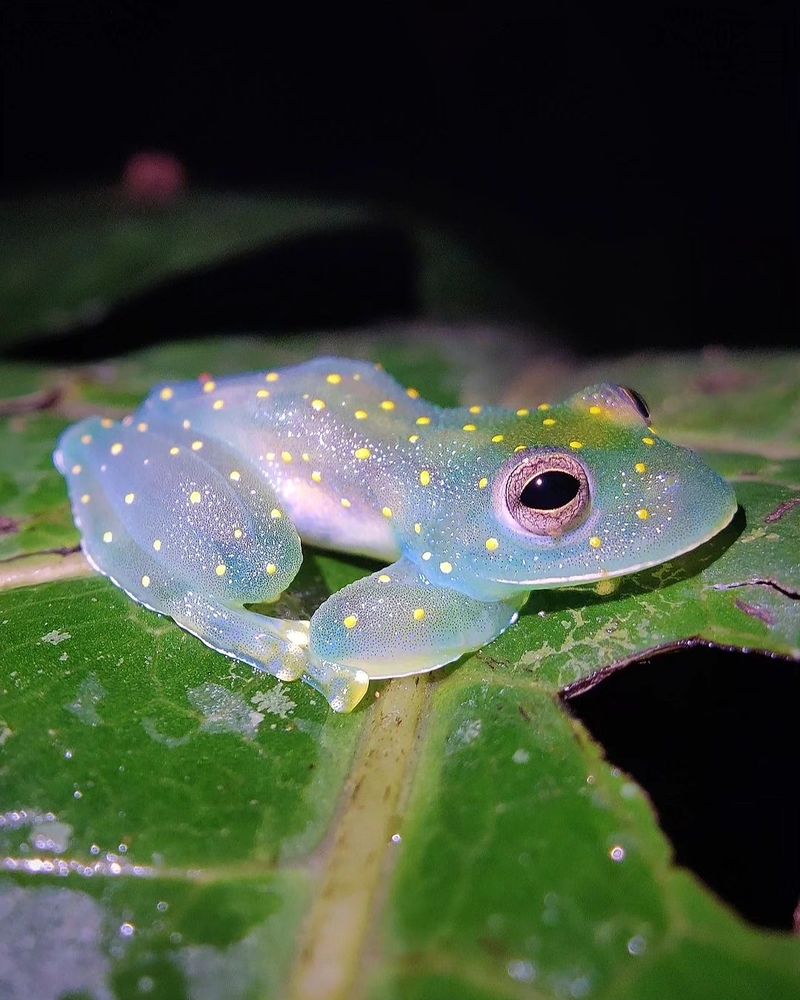 Glass Frog