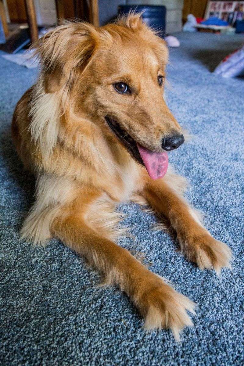 Golden Border Retriever