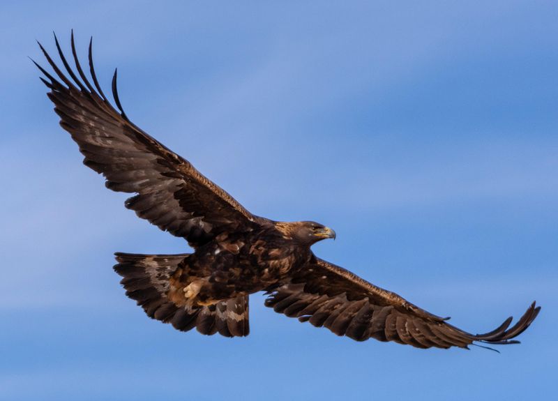 Golden Eagle