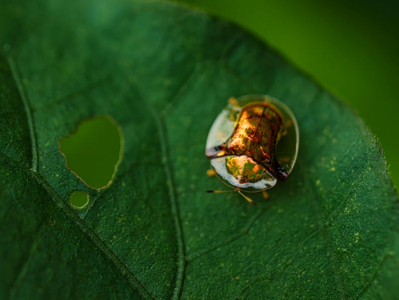 Golden Tortoise Beetle