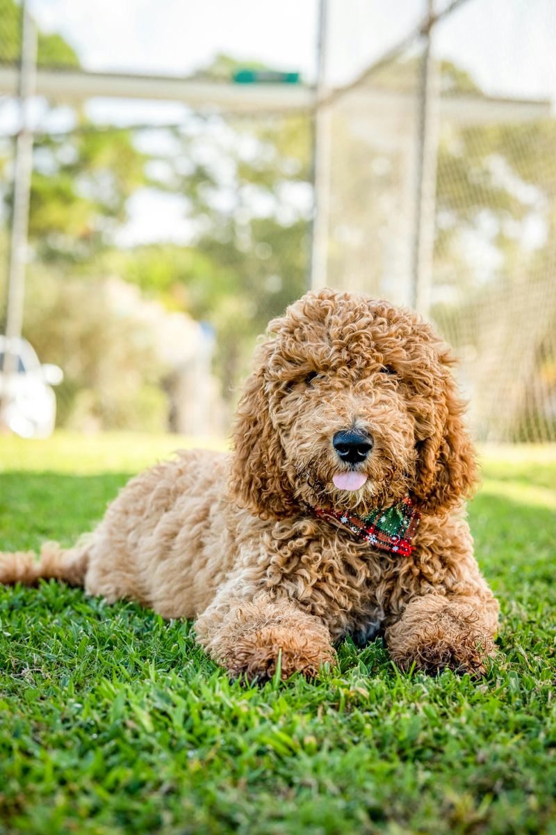 Goldendoodle