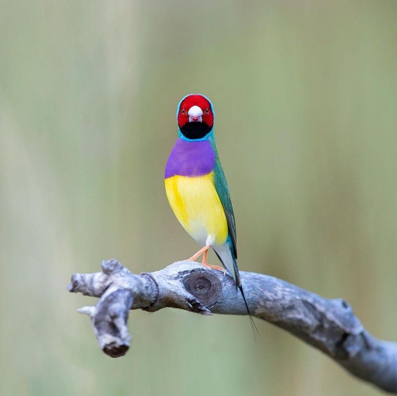 Gouldian Finch