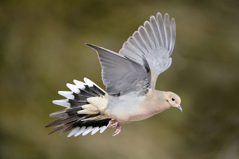 Graceful Flight