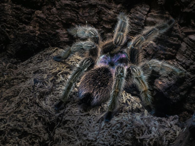 Grammostola Anthracina