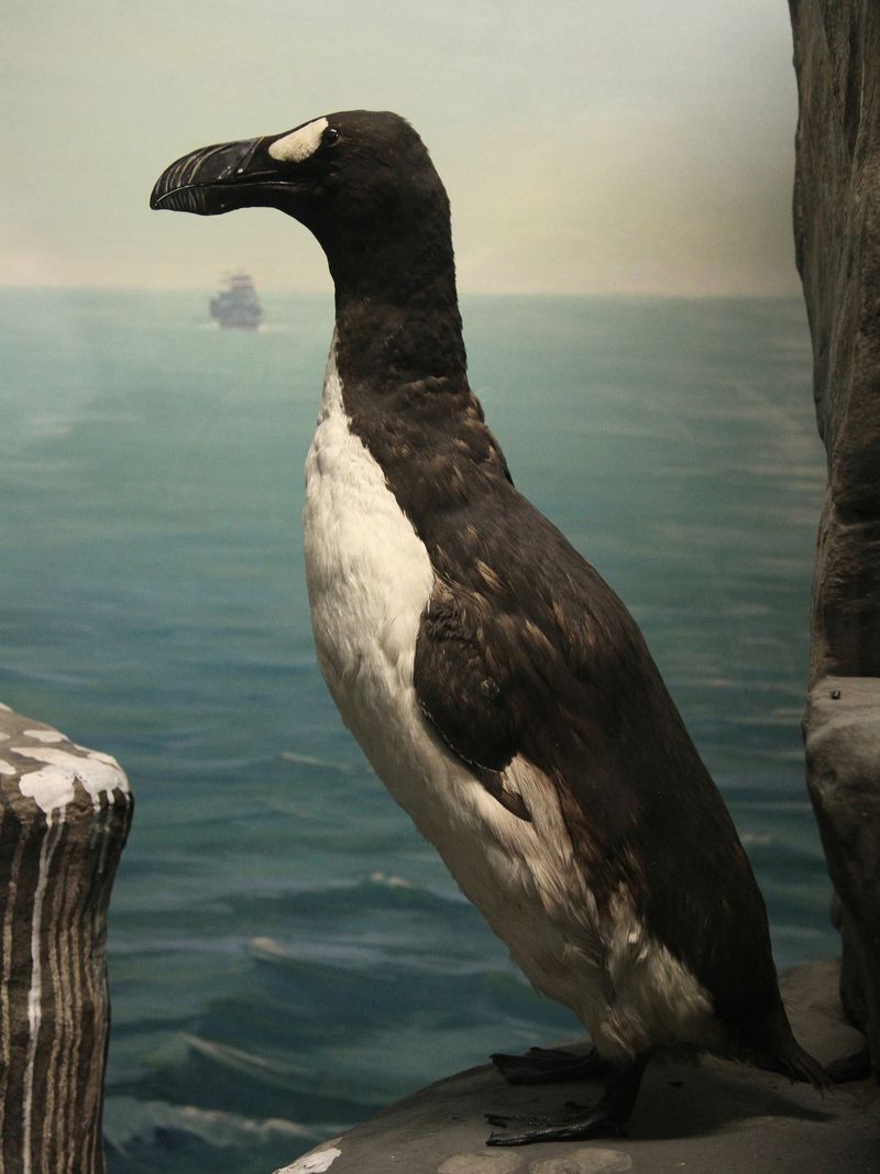 Great Auk