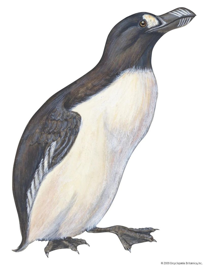 Great Auk