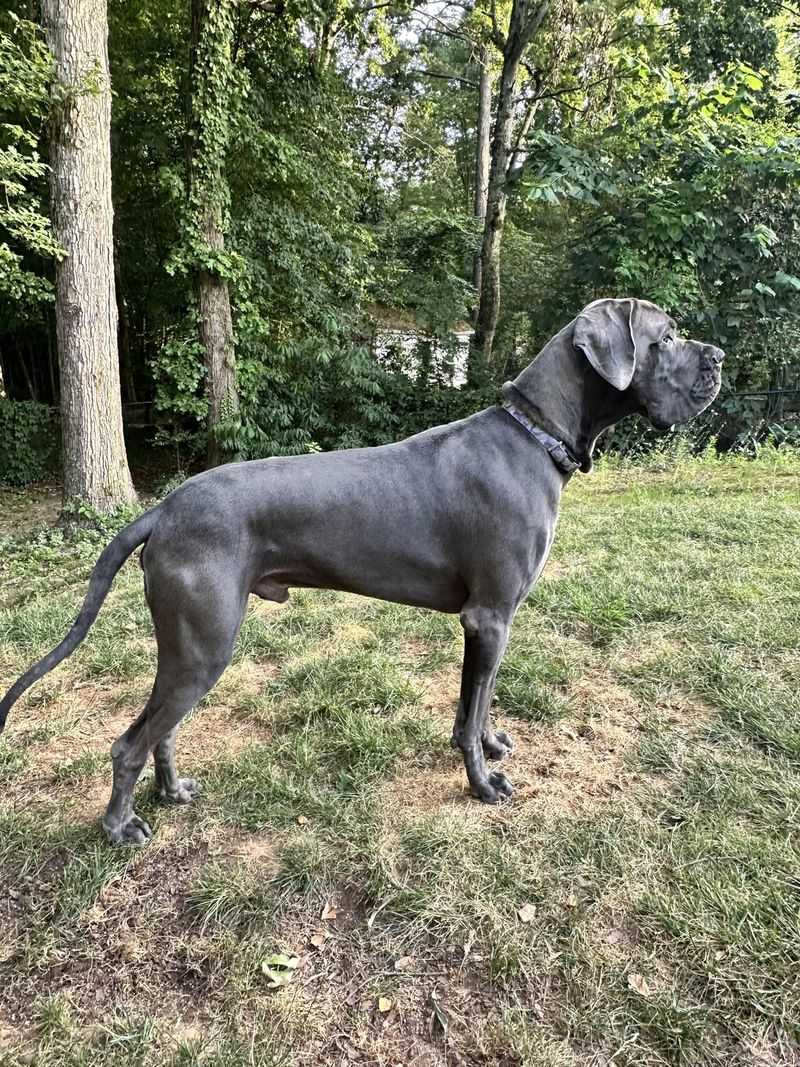 Great Dane