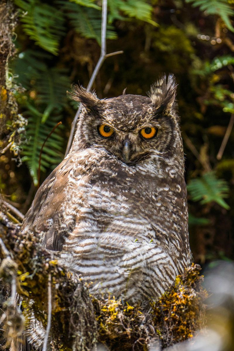 Great Horned Owl