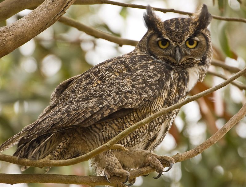 Great Horned Owl (Bubo virginianus)