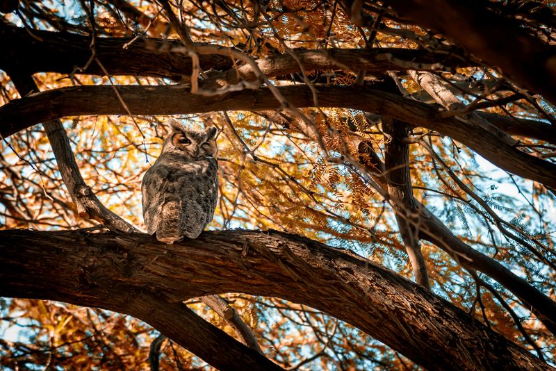 Great Horned Owl