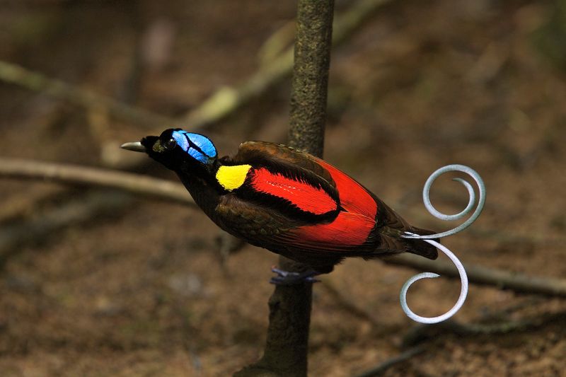 Greater Bird-of-Paradise