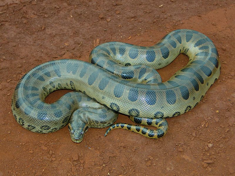 Green Anaconda