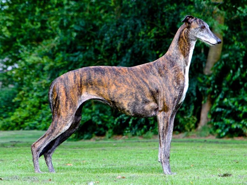 Greyhound