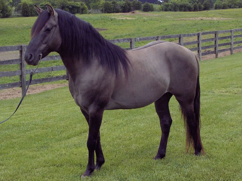 Grulla