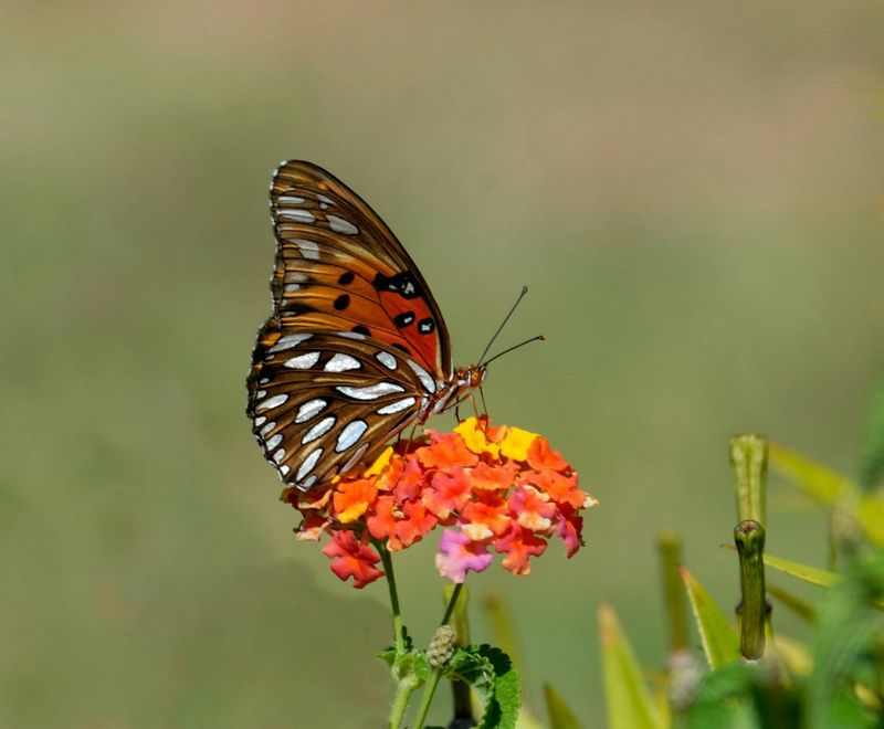 Gulf Fritillary