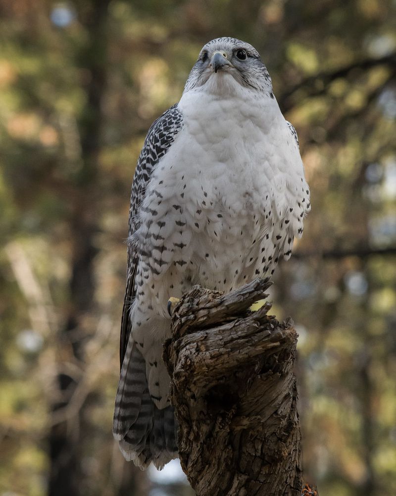 Gyrfalcon (Falco rusticolus)