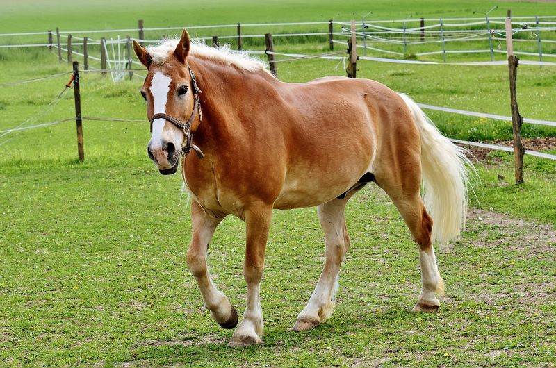 Haflinger